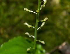Malaxis maianthemifolia