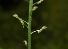 Malaxis maianthemifolia