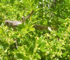 Schistocerca gregaria