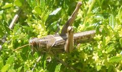 Schistocerca gregaria