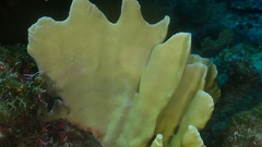 Millepora complanata