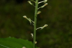 Malaxis maianthemifolia