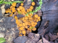 Scutellinia setosa