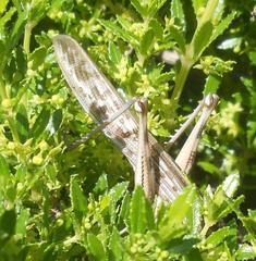 Schistocerca gregaria