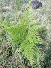 Pteridium esculentum
