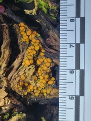 Scutellinia setosa