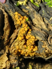 Scutellinia setosa