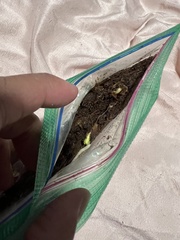 Acer pictum