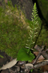 Malaxis maianthemifolia
