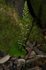 Malaxis maianthemifolia