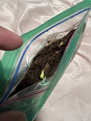 Acer pictum