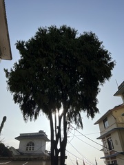 Cupressus torulosa