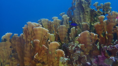 Millepora complanata