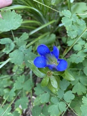 Gentianeae
