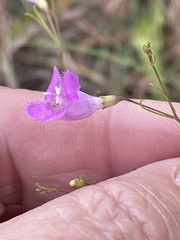 Agalinis setacea