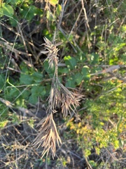 Dichanthelium strigosum