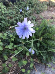 Cichorium intybus