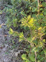 Dichanthelium strigosum
