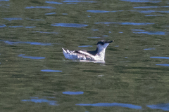 Brachyramphus marmoratus