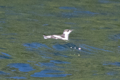 Brachyramphus marmoratus