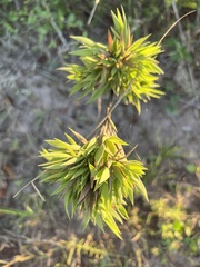 Dichanthelium strigosum