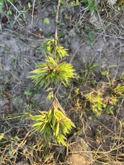 Dichanthelium strigosum