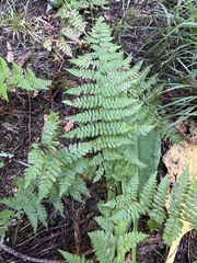 Dryopteris expansa