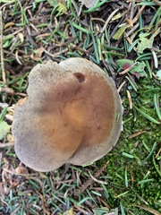 Cortinarius anomalus