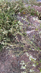 Parthenium hysterophorus