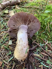 Cortinarius anomalus