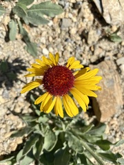 Gaillardia