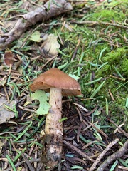 Cortinarius orasericeus
