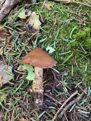 Cortinarius orasericeus
