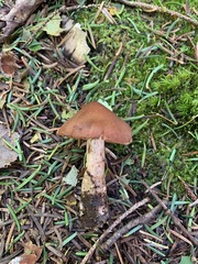 Cortinarius orasericeus