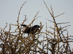 Molothrus rufoaxillaris