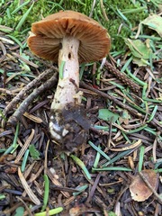 Cortinarius orasericeus