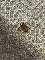 Castianeira alteranda