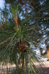 Pinus herrerae