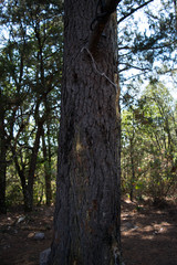 Pinus herrerae