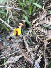 Bossiaea cinerea