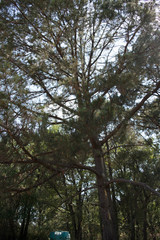 Pinus herrerae