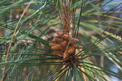Pinus herrerae