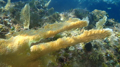 Acropora palmata