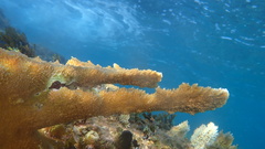 Acropora palmata