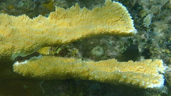 Acropora palmata