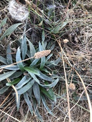 Plantago lanceolata