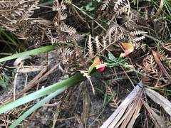 Bossiaea cinerea