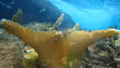Acropora palmata