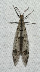 Dendroleon obsoletus