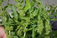 Rumex fueginus